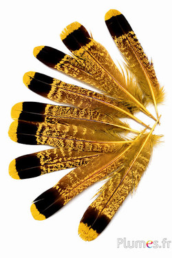 Francolino di monte - 11-13 cm - giallo-nero